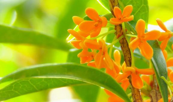 キンモクセイ キンモクセイ,芳香,香りの写真素材