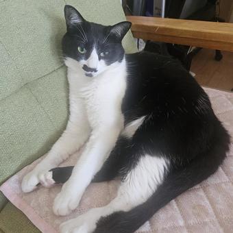 A little sleepy older sister cat, JPG A little sleepy older sister cat, JPG