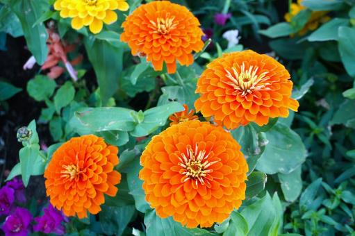 オレンジ色のジニアの花2　花素材　背景 ジニア,花びら,鮮やかの写真素材