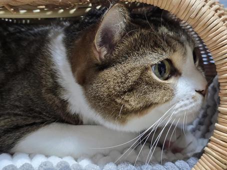 籠の中の猫 籠の中の猫 猫,ネコ,ペットの写真素材