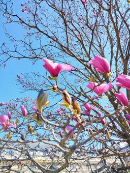 春 花,木,森の写真素材