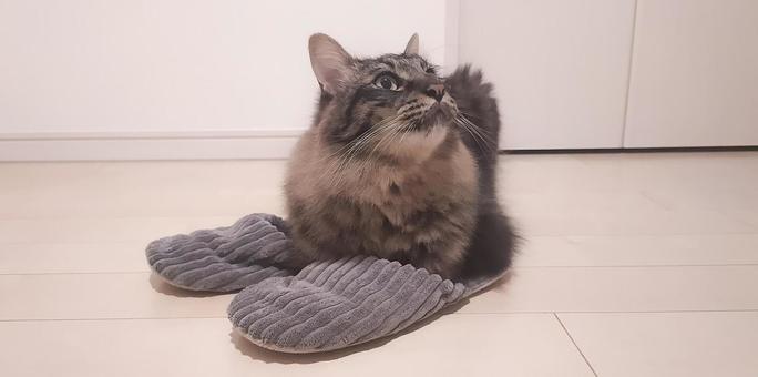 ねこ 猫,ねこ,いたずらの写真素材