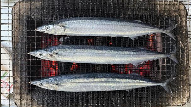 秋刀魚(さんま)を炭火で網焼き 秋刀魚(さんま)を炭火で網焼きの写真