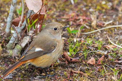 地面で餌を探すジョウビタキのメス 地面で餌を探すジョウビタキのメス ジョウビタキ,野鳥,鳥の写真素材