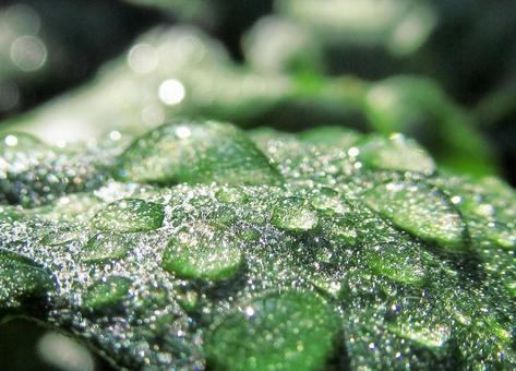 水滴と緑の葉の風景 水滴と緑の葉の風景 水滴,しずく,雨の写真素材