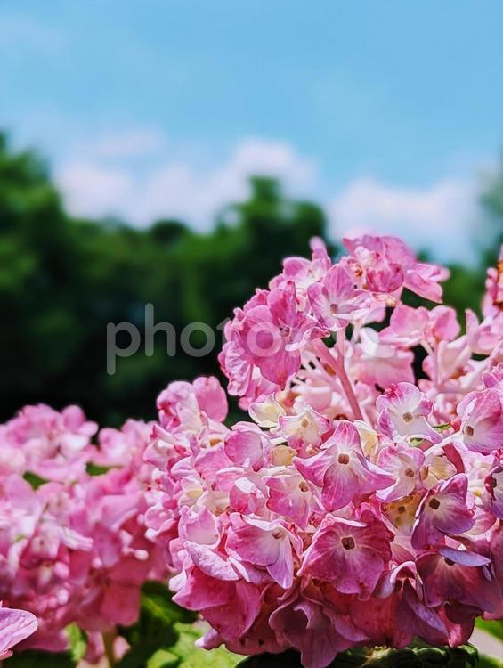 鮮やかなアジサイ 紫陽花,花,6月の写真素材