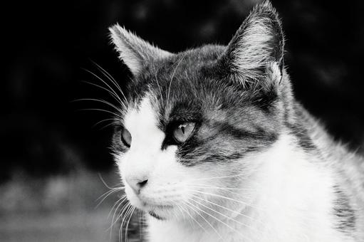 ねこ ねこ ねこ,野良,動物の写真素材