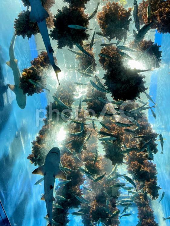 海の仲間たち 海,海の生き物,サメの写真素材
