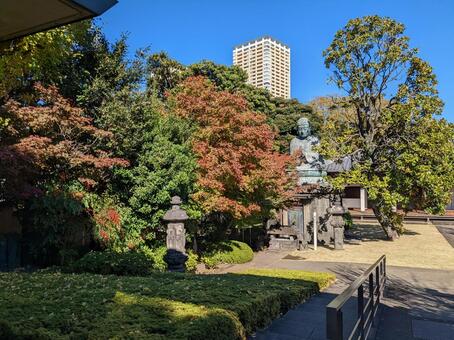 天王寺の大仏と紅葉 谷中霊園,天王寺,大仏の写真素材