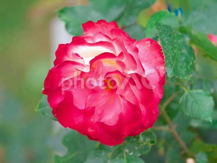 赤く輝く美しい薔薇 薔薇,赤色,輝くの写真素材