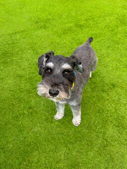 見つめるワンコ 犬,ミニチュアシュナウザー,ペットの写真素材