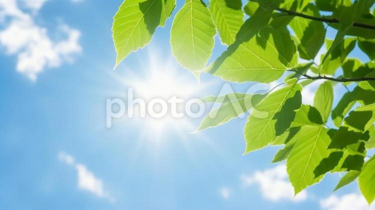 新緑と快晴の青空 空,青空,新緑の写真素材