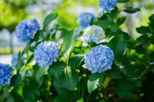 紫陽花 紫陽花の写真