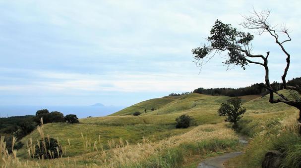 稲取細野高原のすすき野原　29 稲取細野高原,ススキ,秋の写真素材