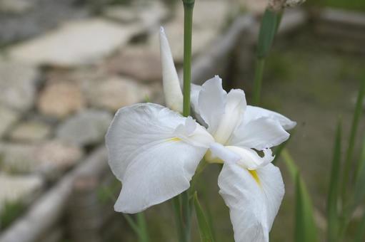 White irises blooming in the garden's biotope, JPG White irises blooming in the garden's biotope, JPG