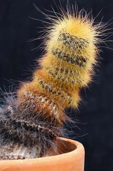 温室のサボテン 温室のサボテン サボテン,トゲ,グリーンの写真素材