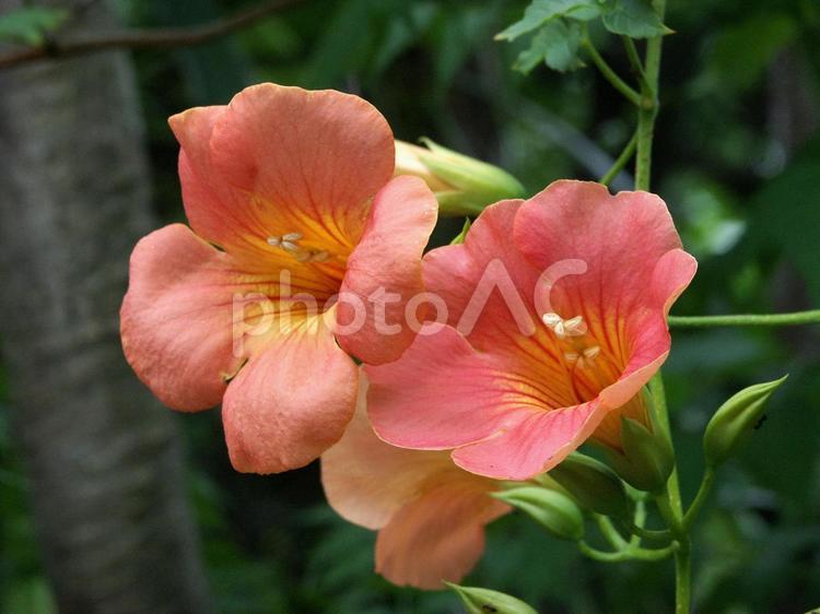ノウゼンカズラ・凌霄花 ノウゼンカズラ,つる性,花木の写真素材