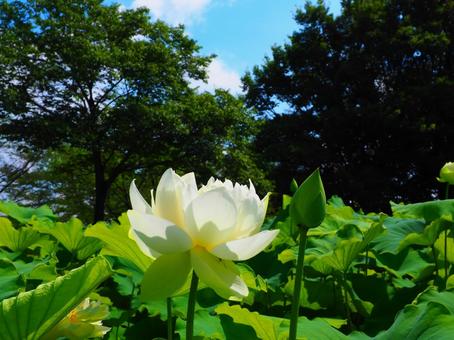 行田―花弁が下まで広がった白い蓮 行田―花弁が下まで広がった白い蓮の写真