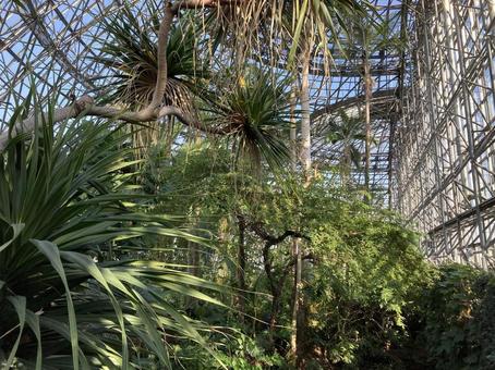 植物園の木の風景 自然,植物,散策の写真素材