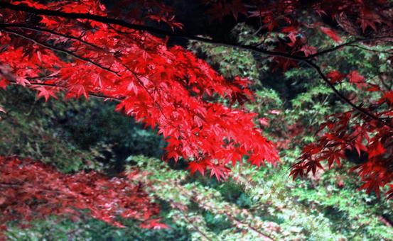 真っ赤なもみじの紅葉 真っ赤なもみじの紅葉の写真