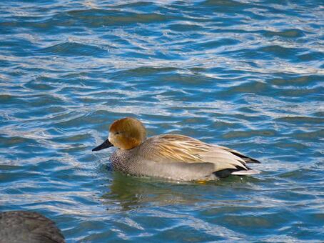 川で泳ぐオカヨシガモのオス オカヨシガモ,野鳥,動物の写真素材