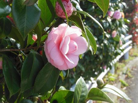 道端の美しいお花 道端の美しいお花の写真