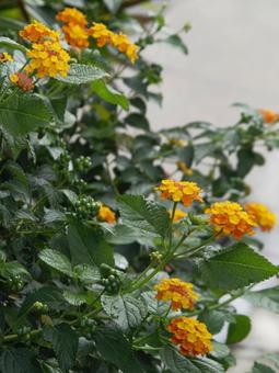 Photo, lantana, citihenga, seven changes, 