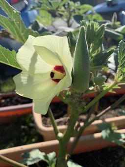 オクラの花 オクラの花の写真