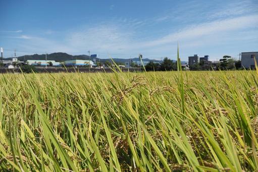 収穫前の田の稲穂と青空 収穫前の田の稲穂と青空の写真