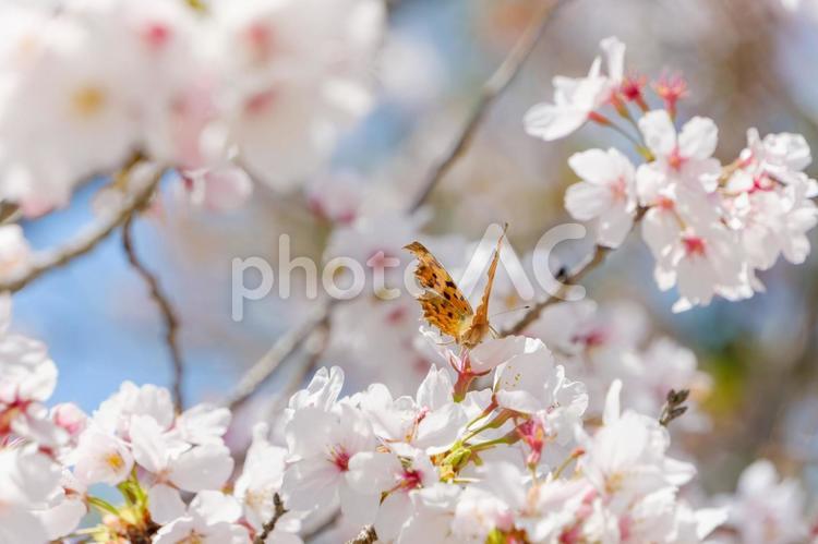 桜の花にとまるキタテハ キタテハ,蝶,昆虫の写真素材