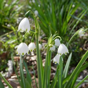 Photo, flower, snowflake, white flowers, 
