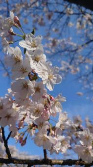 桜 桜の写真