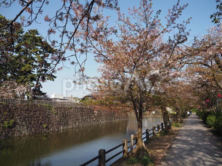 青空と桜並木 サクラ,桜,さくらの写真素材