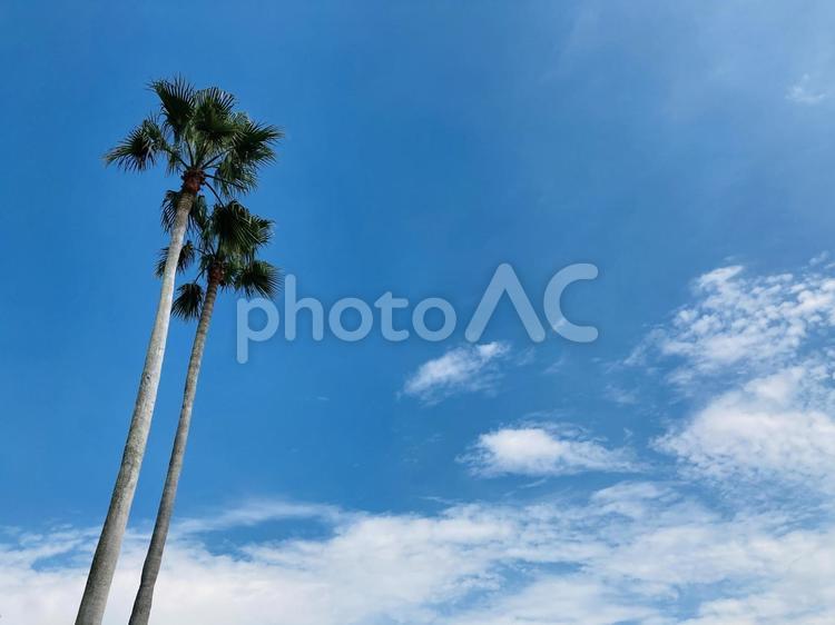 真夏の青空とヤシの木　自然壁紙背景素材 ヤシ,夏,空の写真素材