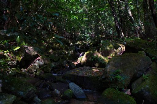 森の奥深く 森の奥深く 木々,見上げる,倒木の写真素材