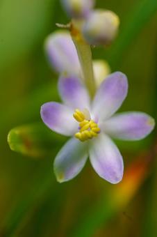 可憐なヒメヤブランの花 可憐なヒメヤブランの花の写真