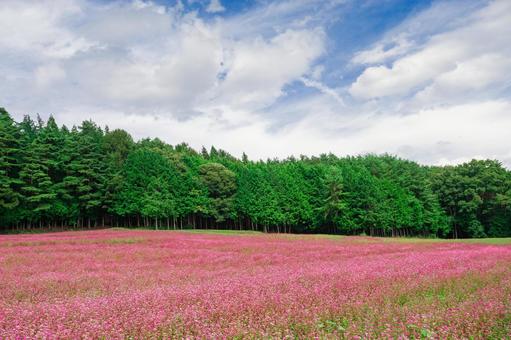 一面に広がる赤そばの花畑 一面に広がる赤そばの花畑 赤そば,蕎麦の花,高嶺ルビーの写真素材