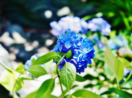 紫陽花の写真
