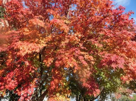 Autumn leaves season, JPG Autumn leaves season, JPG