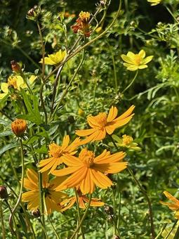 コスモス コスモス,コスモス畑,花壇の写真素材