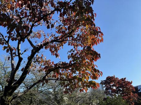 神田川11月:紅葉する樹木 2024 神田川11月:紅葉する樹木 2024 紅葉,樹木,快晴の写真素材