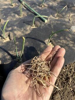 市民農園の玉ねぎの枯れ葉の処理 玉ねぎ,食べ物,枯れ葉の写真素材