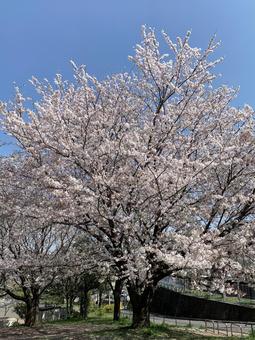 桜 桜の写真