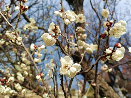 梅の花 梅の花 梅,木,花の写真素材
