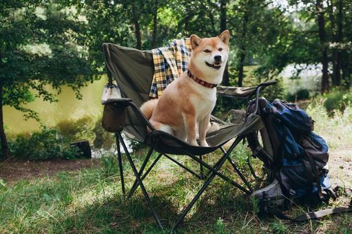 キャンプチェアに座る犬 犬,チェア,お座りの写真素材
