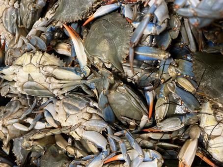 カナダの鮮魚市場のカニ カナダの鮮魚市場のカニの写真