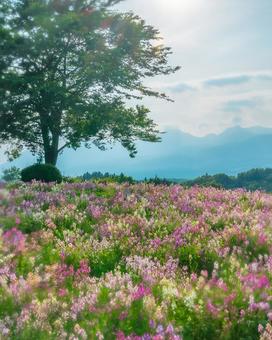 栃木県那須町 那須フラワーワールド 栃木県那須町 那須フラワーワールドの写真