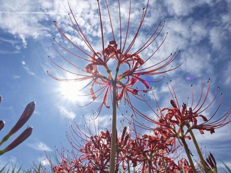 陽光を仰ぐ真紅の花 陽光を仰ぐ真紅の花 彼岸花,真紅,太陽の写真素材