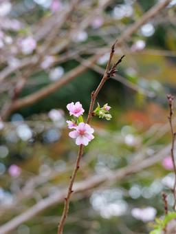 一輪の花 一輪,花,桜の写真素材
