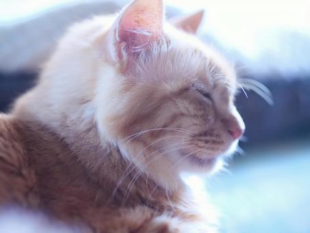 Cat taking a nap, JPG